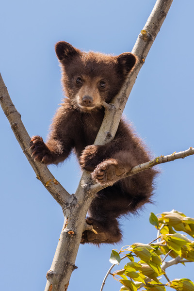 Black Bear Cub Print