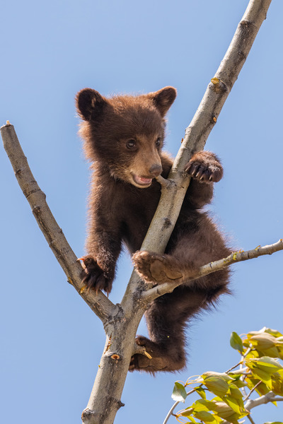 Black Bear Cub Print