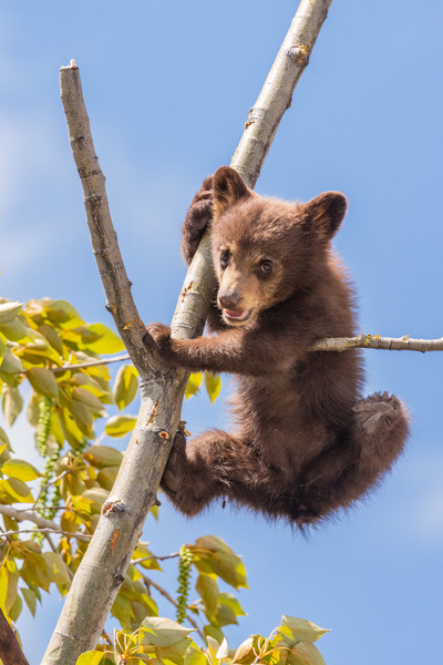 Black Bear Cub Print