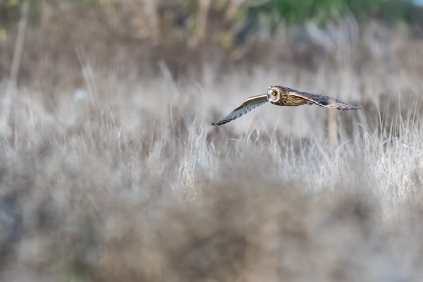 Short-eared Owl Print