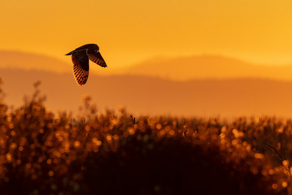 Short-eared Owl Print