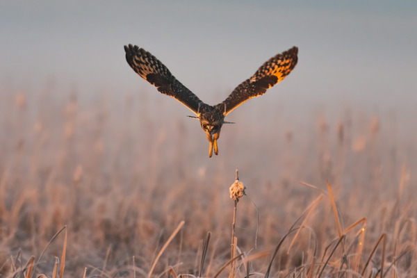 Short-eared Owl Print
