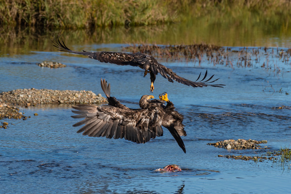 Juvenile Bald Eagles Print