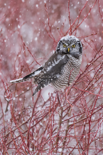Northern Hawk Owl Print