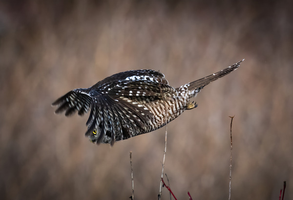 Northern Hawk Owl Print