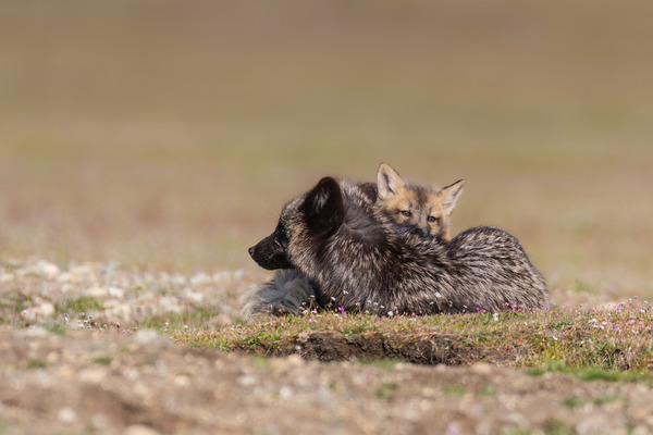 Red Fox with Kit Print