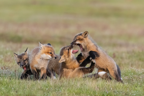 Red Fox Kits Print