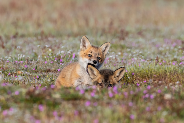 Red Fox Kits Print