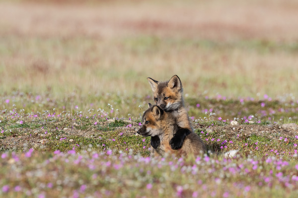 Red Fox Kits Print