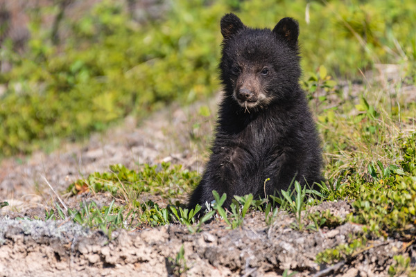 Black Bear Cub Print