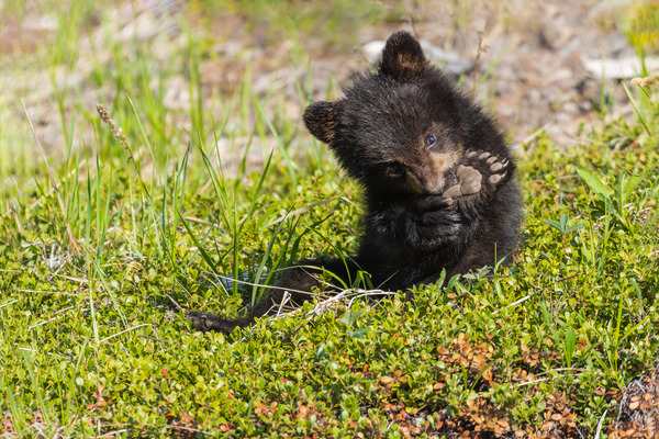 Black Bear Cub Print