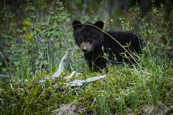 Black Bear Cub Print