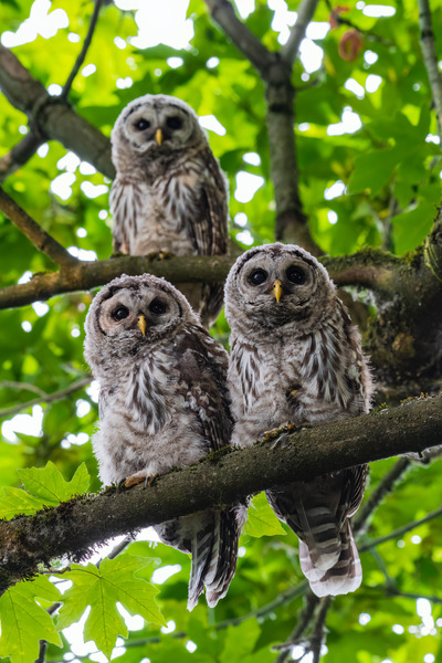 Barred Owlets Print