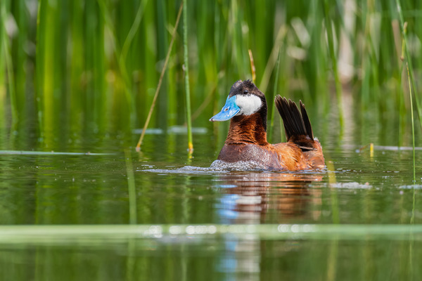 Male Ruddy Duck Print