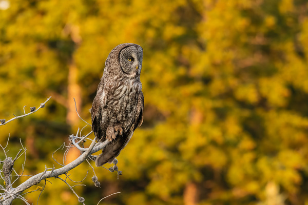 Great Gray Owl Print