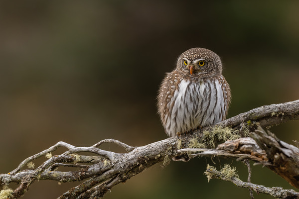 Northern Pygmy Owl Print