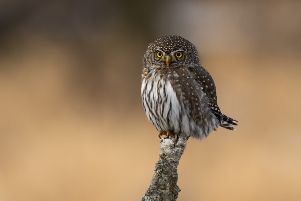 Northern Pygmy Owl Print