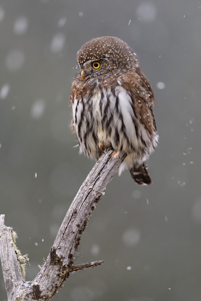 Northern Pygmy Owl Print