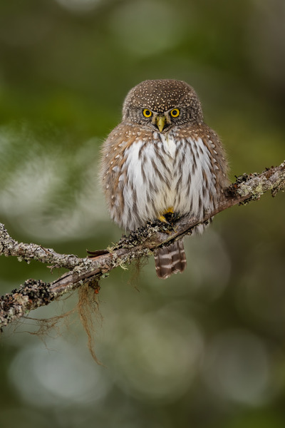 Northern Pygmy Owl Print