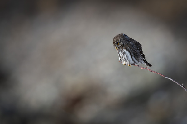 Northern Pygmy Owl Print