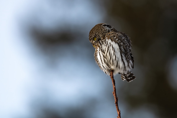 Northern Pygmy Owl Print