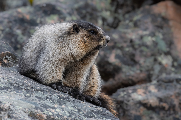 Hoary Marmot Print