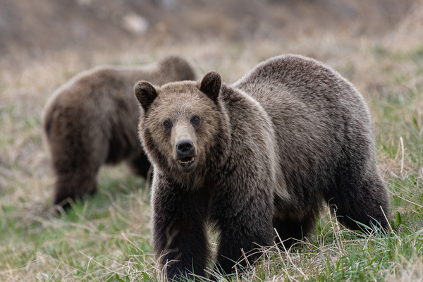 Grizzly Siblings Print