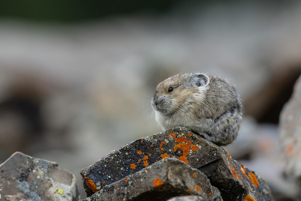 American Pika Print