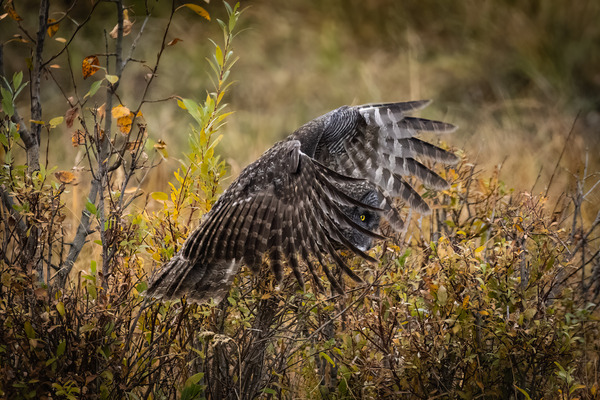 Great Gray Owl Print