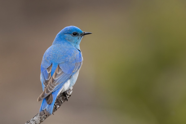 Male Mountain Bluebird Print
