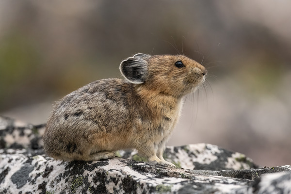 American Pika Print