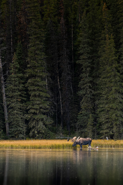 Bull Moose Print
