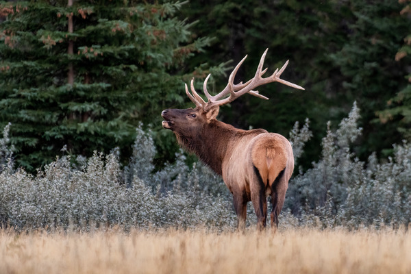 Bull Elk Print