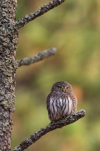 Northern Pygmy Owl Print