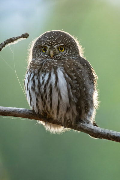 Northern Pygmy Owl Print