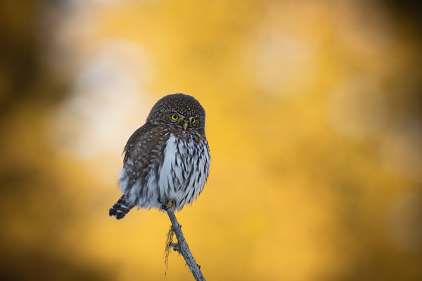 Northern Pygmy Owl Print