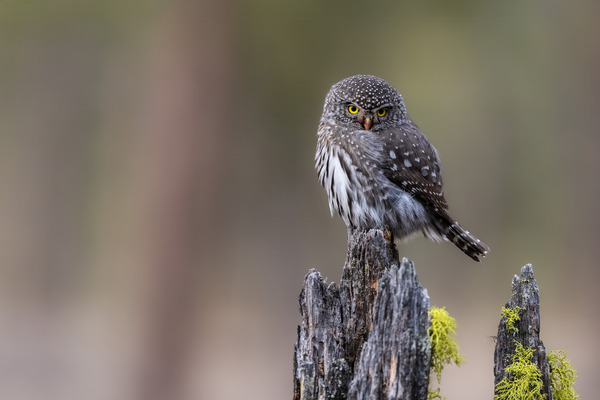 Northern Pygmy Owl Print