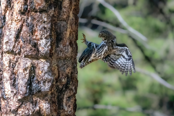 Northern Pygmy Owl Print