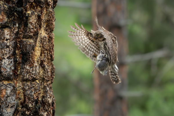 Northern Pygmy Owl Print