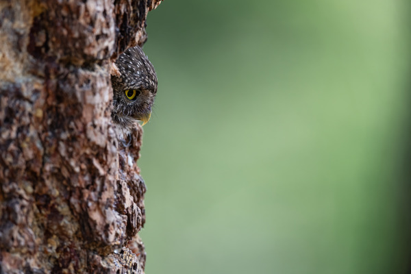 Northern Pygmy Owl Print