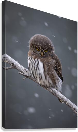 Northern Pygmy Owl Canvas Print