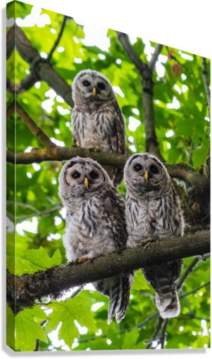 Barred Owlets Canvas Print