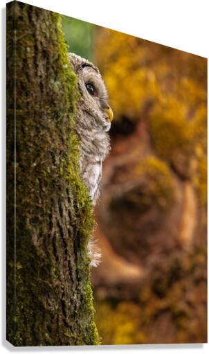 Barred Owlet Canvas Print
