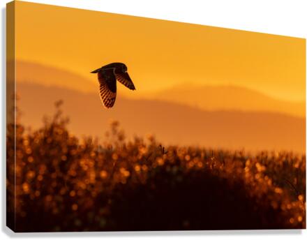 Short-eared Owl Canvas Print
