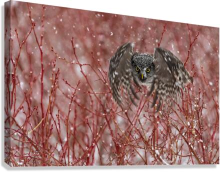 Northern Hawk Owl Canvas Print