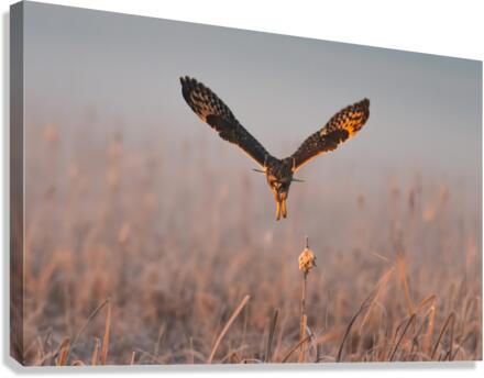 Short-eared Owl Canvas Print