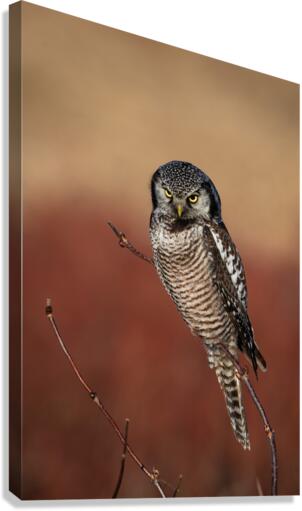 Northern Hawk Owl Canvas Print