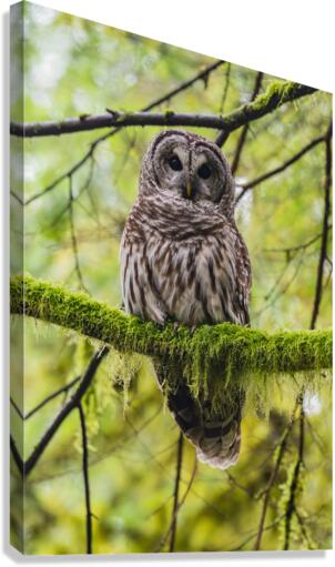Barred Owl Canvas Print