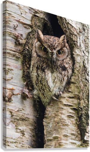 Western Screech Owl Canvas Print