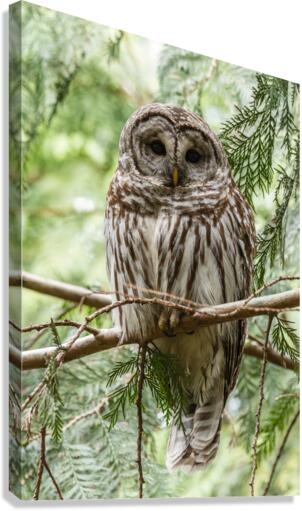 Barred Owl Canvas Print